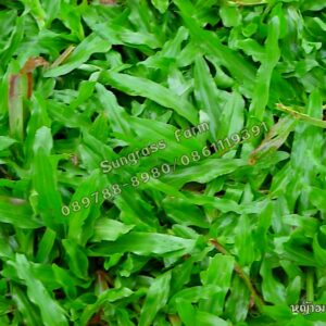 หญ้ามาเลเซีย